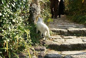 白猫発見