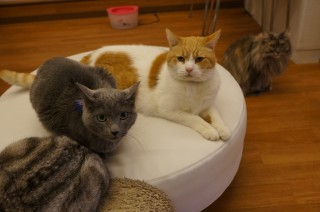 ae-DSC00560