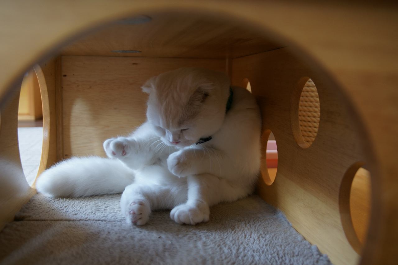 バケラッタ キャットテイル 大阪 心斎橋 アメ村の膝乗り猫カフェ