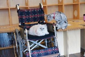 ファビとチェリー車椅子