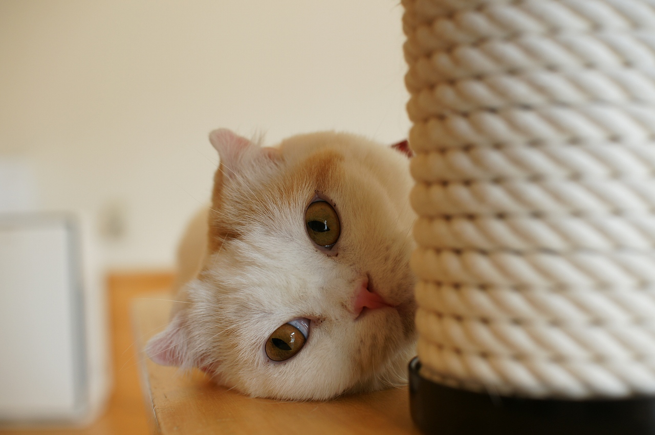 マロンとマーブルの誕生日 キャットテイル 大阪 心斎橋 アメ村の膝乗り猫カフェ