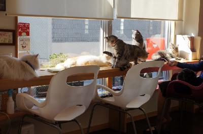 カフェニャンズ