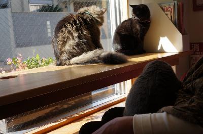 メイビーとククとベル