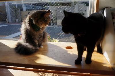 メイビーとクク