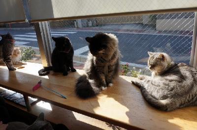 カフェニャンズ