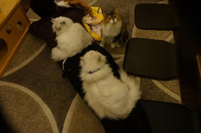 ファビとクリームとプリン