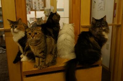 カールスガールズ