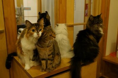 カールスガールズ