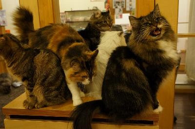 カールスガールズ