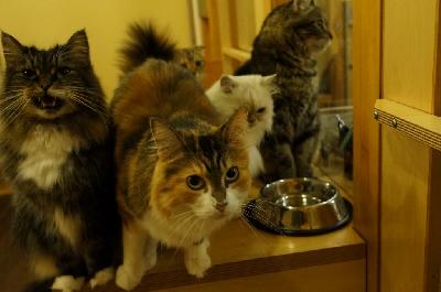 カールスガールズ