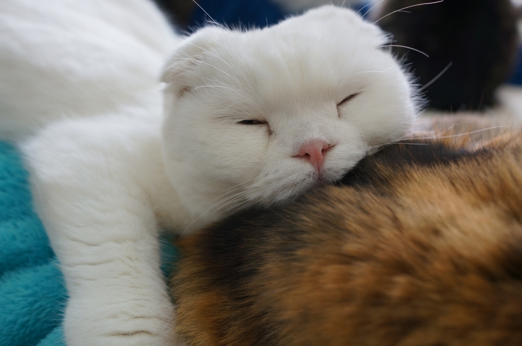 ムースの顔芸 キャットテイル 大阪 心斎橋 アメ村の膝乗り猫カフェ