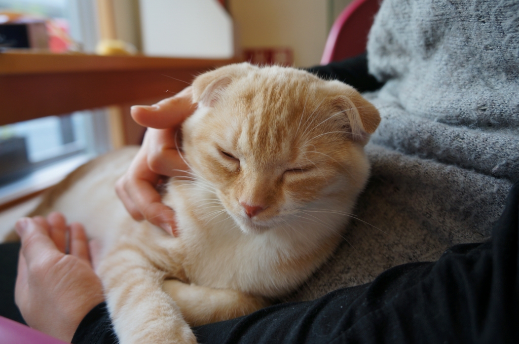 くるみちゃんの学習能力 キャットテイル 大阪 心斎橋 アメ村の膝乗り猫カフェ