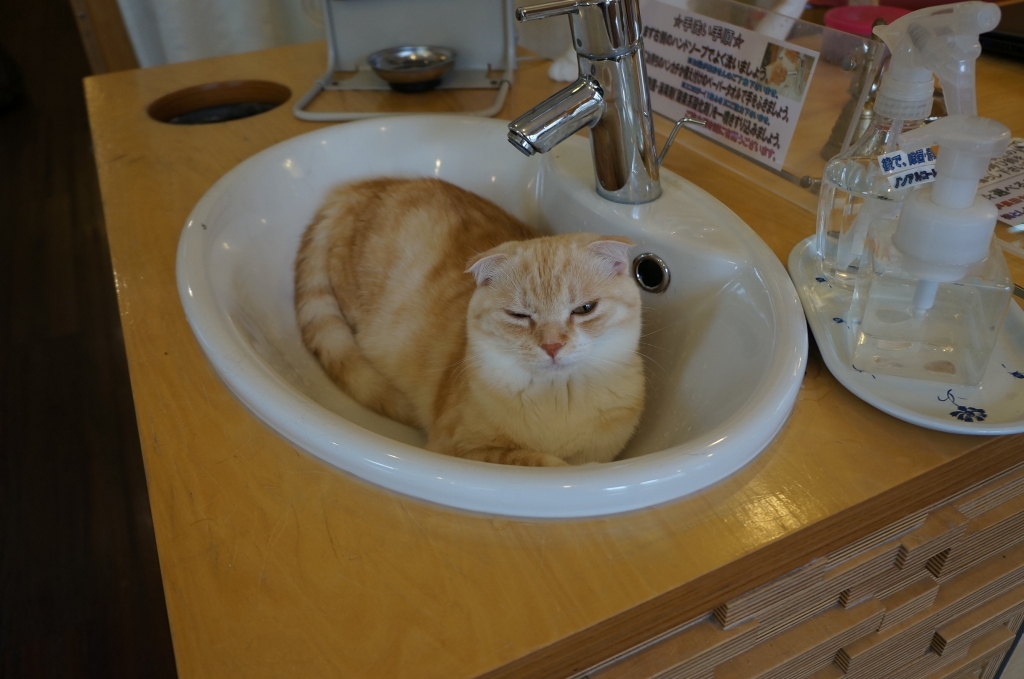 怒るくるみちゃん  キャットテイル｜大阪・心斎橋・アメ村の膝乗り猫 