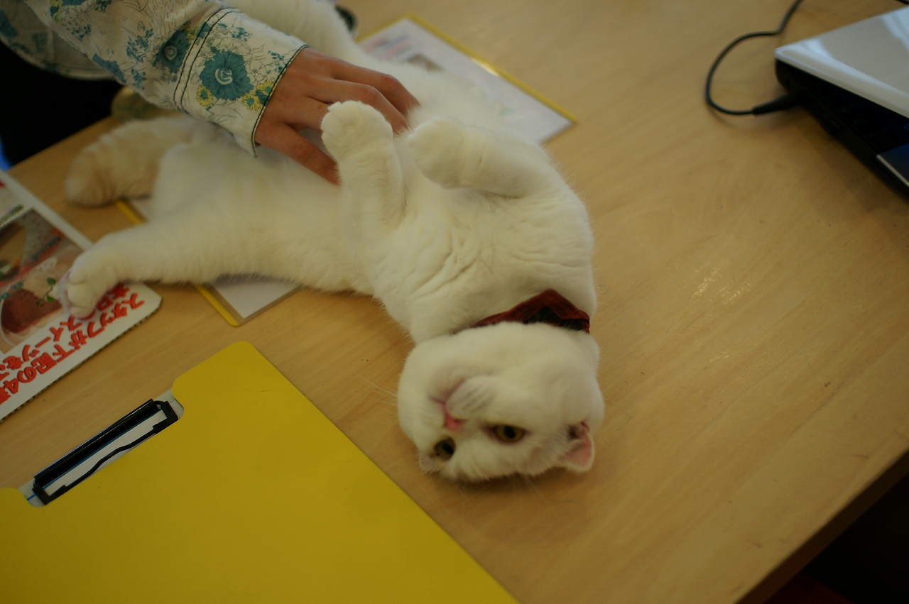 ローリングキョンシースタイル キャットテイル|大阪・心斎橋・アメ