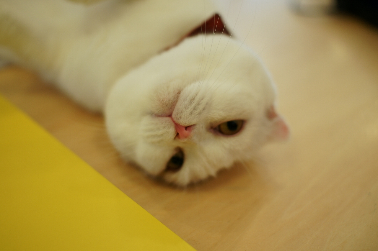 ローリングキョンシースタイル キャットテイル|大阪・心斎橋・アメ